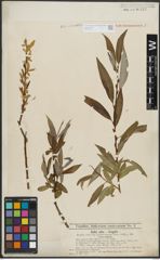 Foto von Salix alba L. x Salix fragilis L.